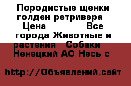 Породистые щенки голден ретривера › Цена ­ 25 000 - Все города Животные и растения » Собаки   . Ненецкий АО,Несь с.